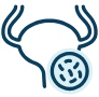 Urology icon